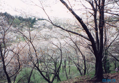 滝山城桜
